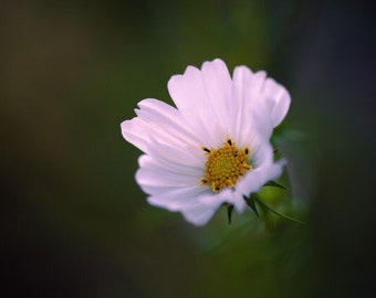 Photo paper poster, white cosmos flower photo