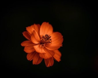 Photo paper poster orange cosmos flower