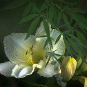 Fotografía de flor de lirio descargada digitalmente