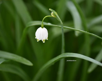 Tiny snowflake flower photo, DIGITAL DOWNLOAD only