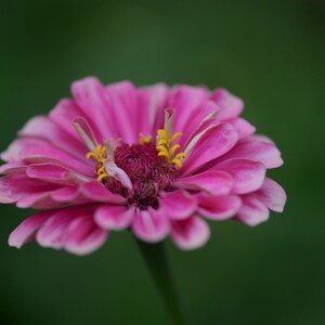 Digital download photo, pink flower photo, nature photography, flower photography