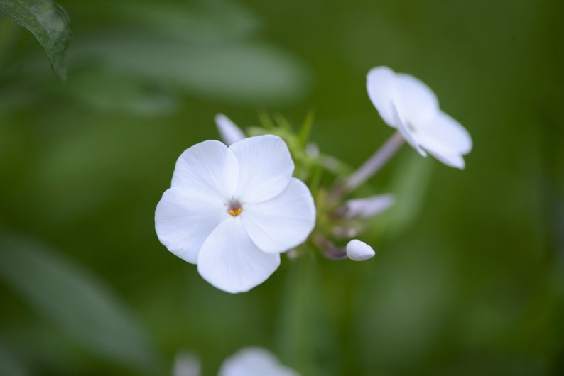 May include: A close-up of a white flower with a yellow center. The flower is in focus, while the background is blurred.