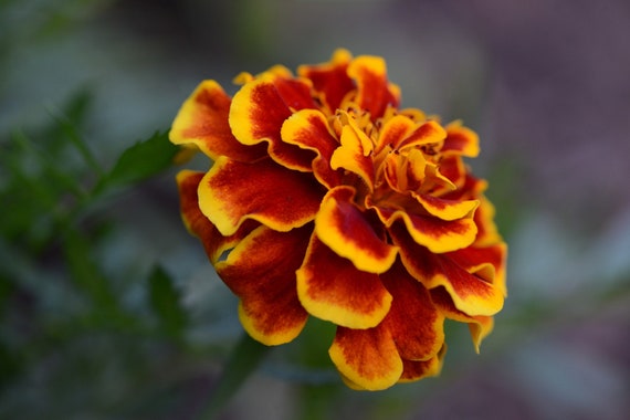 Digital Download Photo Red and Orange Marigold Flower Photo - Etsy