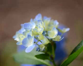 Digital download photo, blue and white hydrangea flowers photo, nature photography