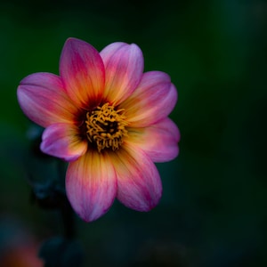 Digital download flower photo