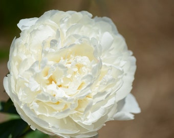 White peony flower photo, DIGITAL DOWNLOAD, flower photography, nature photography, macro photography