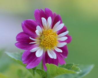 Digital download photo, purple and white flower photo, nature photography, flower photography