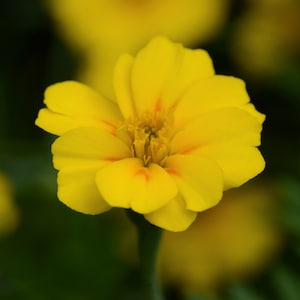 Digital download photo, yellow flower photo, nature photography