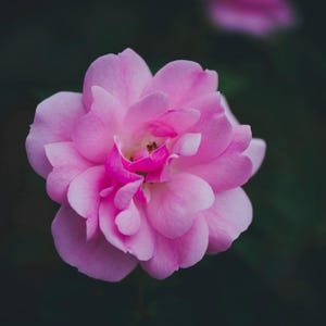 Digital download photo, rose flower photo