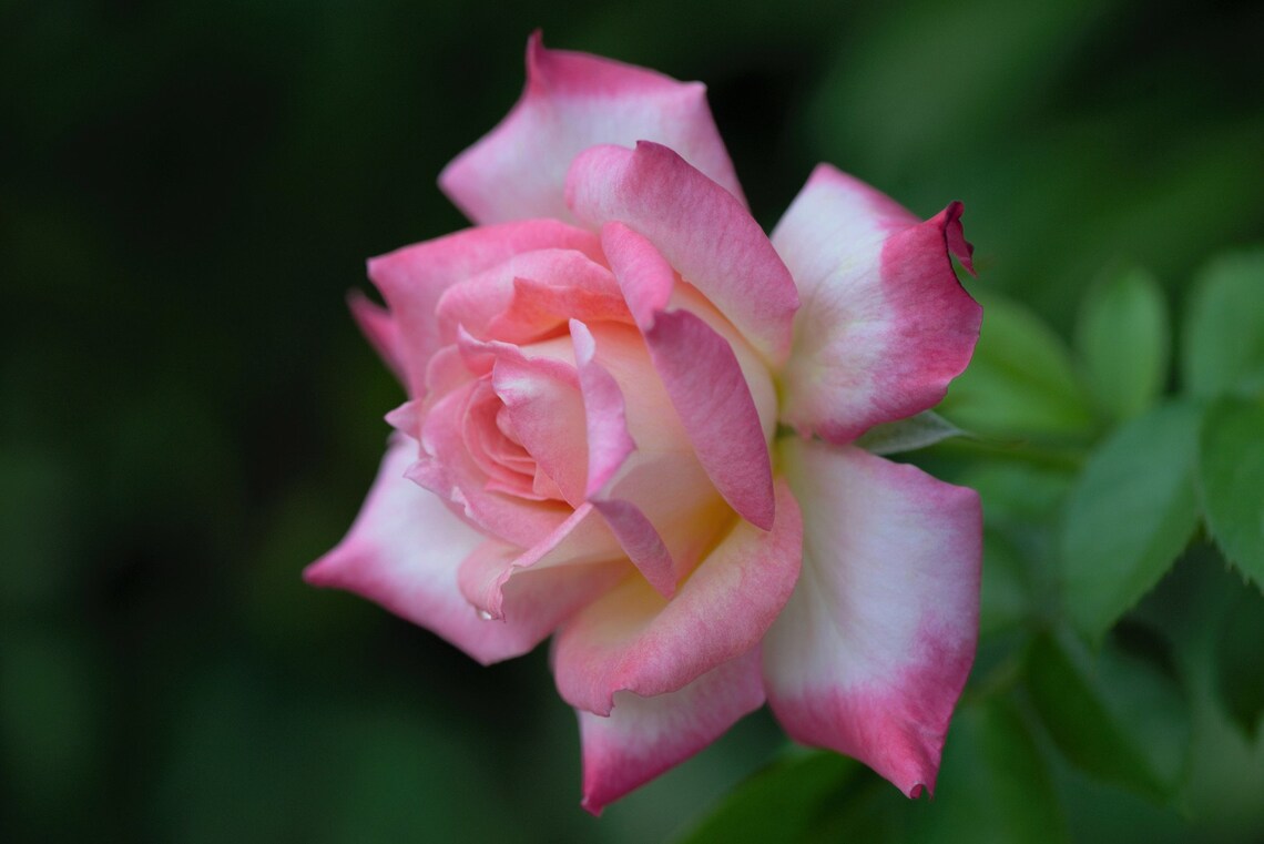 Digital Download Photo, White and Pink Rose Photo, Nature Photography ...