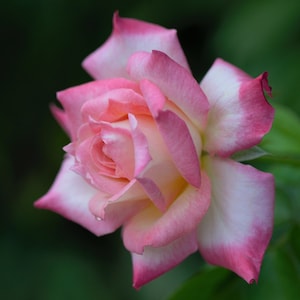 Digital download photo, white and pink rose photo, nature photography