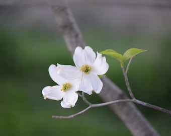 Dogwood flowers photo, DIGITAL DOWNLOAD