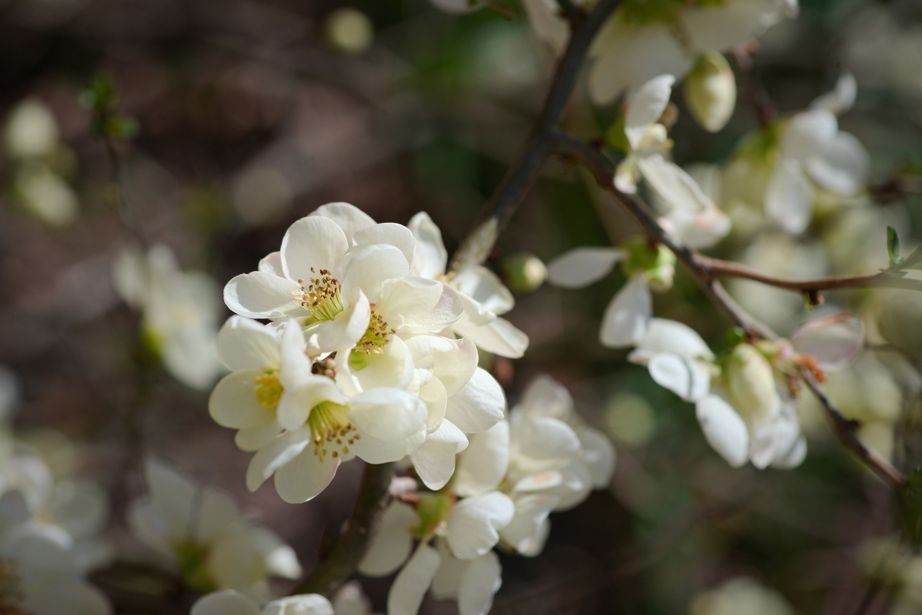 Digital Download Photo, White Flowering Quince Photo Etsy