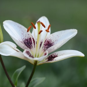 Foto de flor de lirio, DESCARGA DIGITAL, fotografía de naturaleza