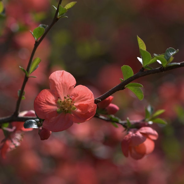 Digital download photo, flowering quince photo
