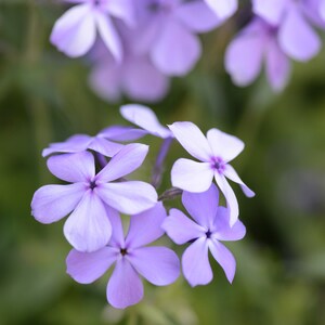 Digital download photo, circle of purple flowers photo