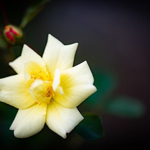 Digital download photo, yellow rose flower photo