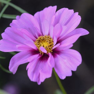 デジタルダウンロード写真、薄紫色の花の写真、自然写真、花の写真