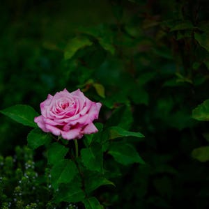 Digital download photo, pink rose flower photo