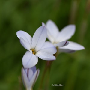 Digital download photo, white wildflowers photo