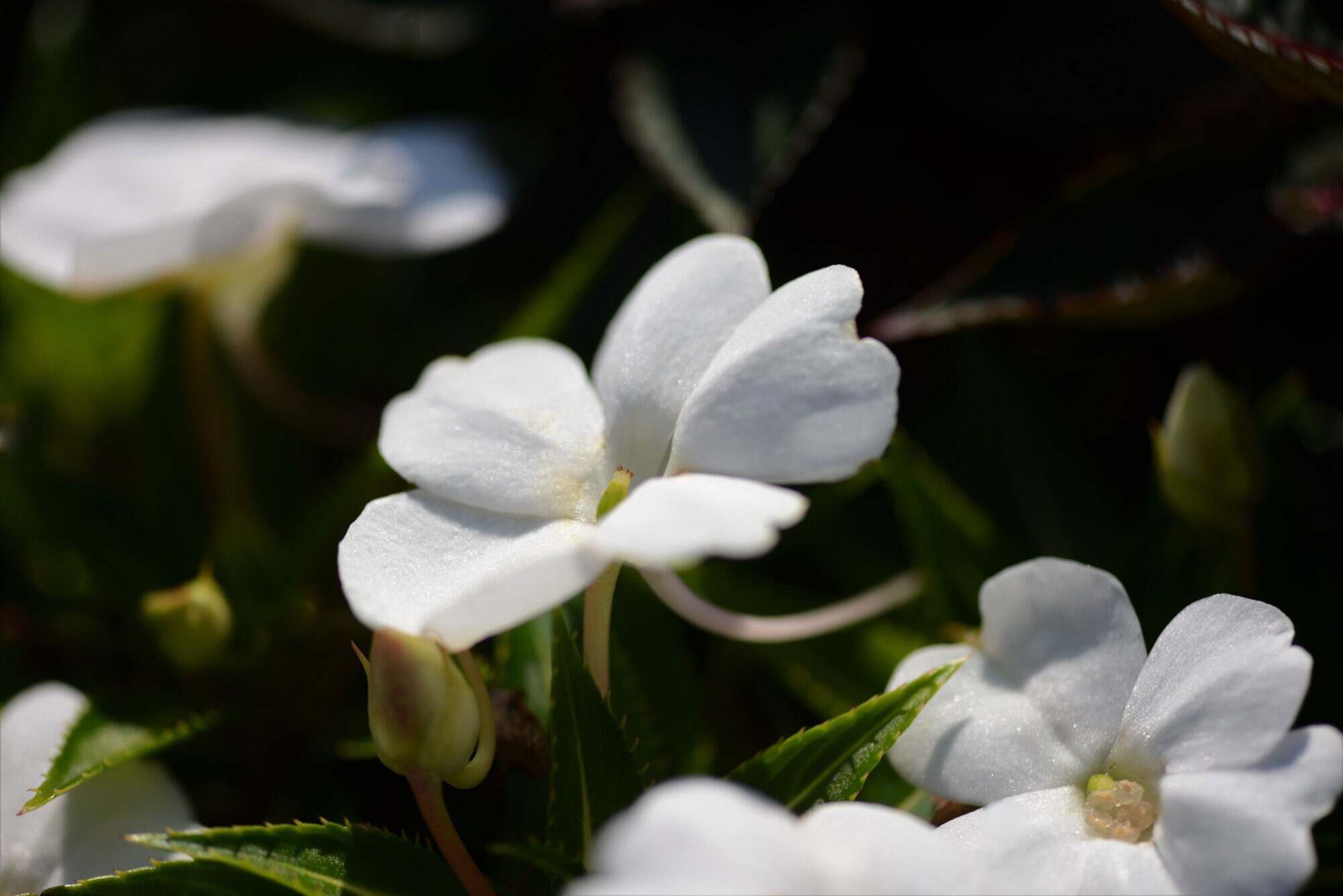 Digital Download Photo White Impatiens Flower Photo Nature Etsy