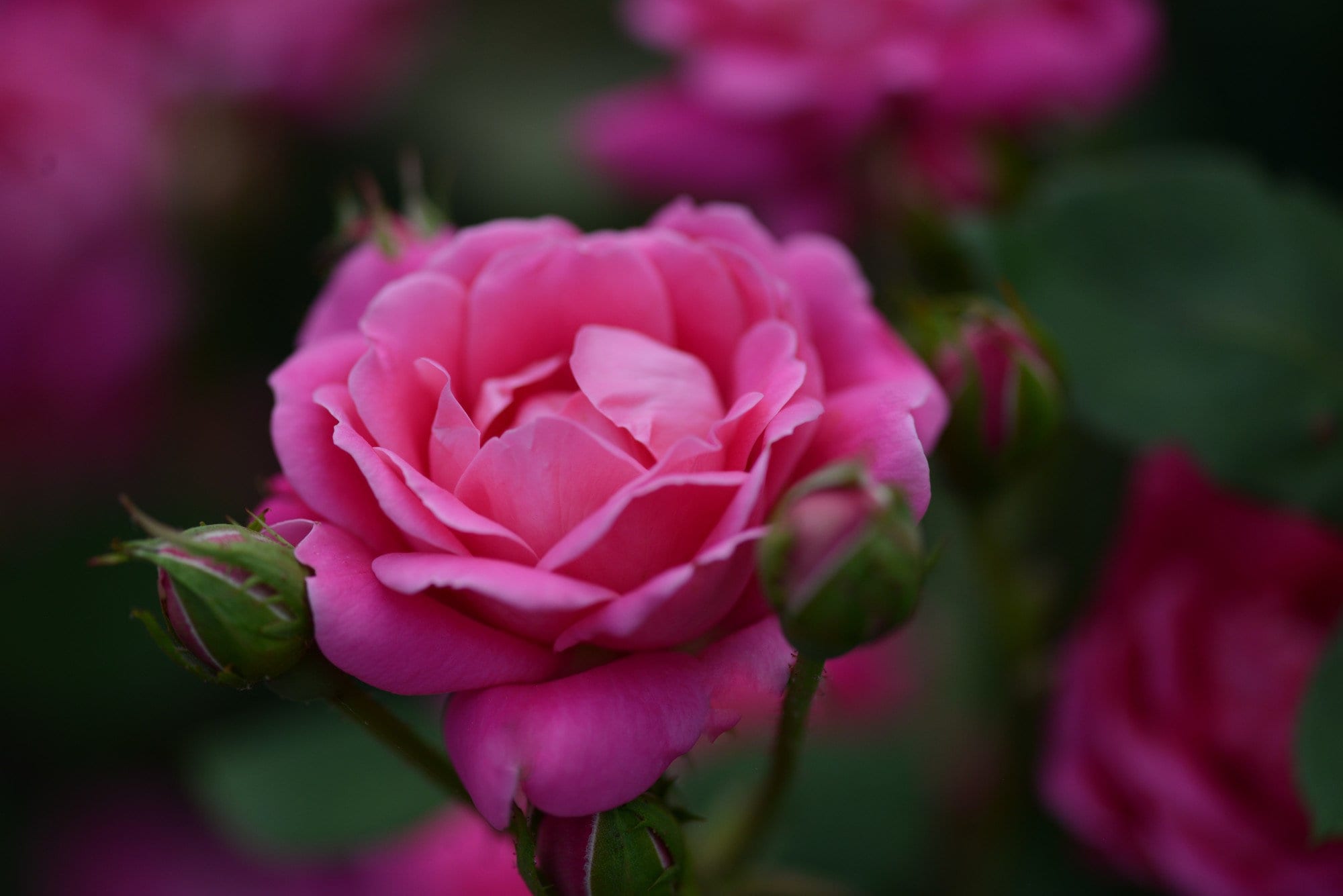 Pink Roses Natural Photography Pink Rose Photo, DIGITAL DOWNLOAD, Flower Photography, Nature ...