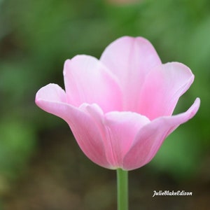 Digital download photo, pink tulip flower photo