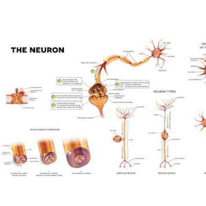 May include: A detailed illustration of a neuron, the basic unit of the nervous system. The diagram shows the structure of a neuron, including the cell body, dendrites, axon, and myelin sheath. It also includes a diagram of the different types of neurons, including unipolar, bipolar, and multipolar neurons. The text "THE NEURON" is at the top of the image.