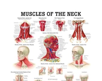 MUSCLES Of THE NECK