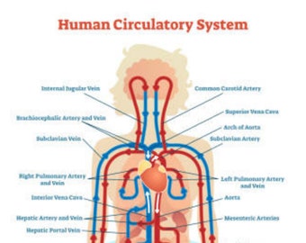 Póster Gráfico del sistema circulatorio humano.