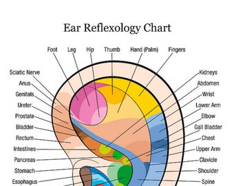 EAR REFLEXOLOGY CHART for massage and acupuncture