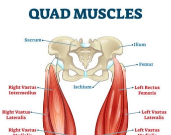 Quad Muscles Chart and Study Guide