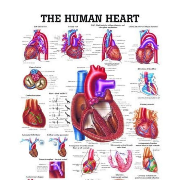 HUMAN HEART ANATOMY