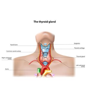 May include: A diagram of the thyroid gland, showing its location in the neck, as well as the surrounding structures, including the hyoid bone, epiglottis, thyroid cartilage, common carotid artery, and subclavian arteries.