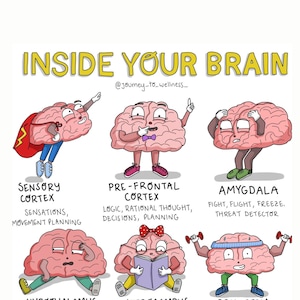 Puede incluir: Una colorida ilustración titulada "INSIDE YOUR BRAIN" representa seis cerebros de dibujos animados, cada uno representando una función cerebral diferente. La imagen incluye texto que describe las funciones de la corteza sensorial, la corteza prefrontal, la amígdala, el hipotálamo, el hipocampo y el tronco encefálico.