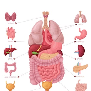 May include: A colorful illustration of the human body's internal organs, including the lungs, heart, liver, stomach, spleen, pancreas, large intestine, small intestine, bladder, and thyroid.
