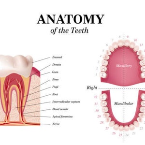 May include: Diagram of a human tooth with labels showing the anatomy of the tooth, including enamel, dentin, gum, bone, pulp, root, interradicular septum, blood vessels, apical foramina, and nerve. The diagram also shows the numbering system for the teeth in the upper and lower jaws.