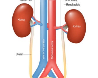 Urinary System Chart