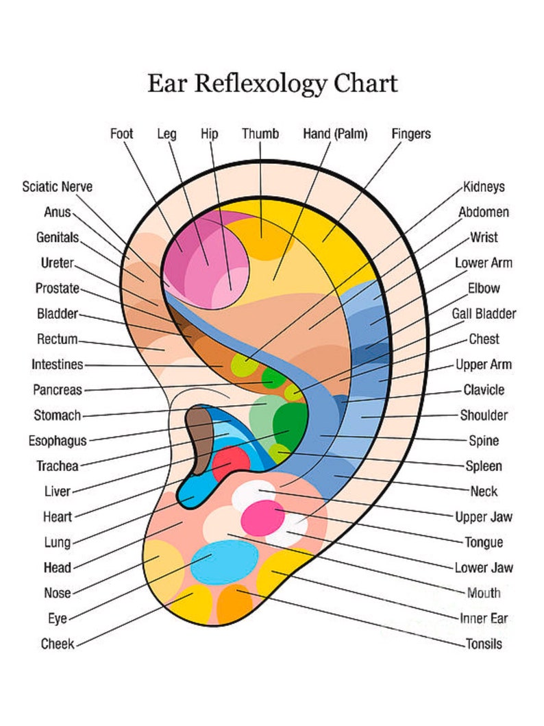 TABELLA DI RIFLESSOLOGIA DELL'ORECCHIO immagine 1