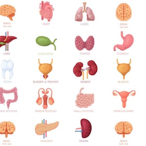 20 Organs Of The Human Body Chart Etsy Il 300x300.3966484622 Rthp