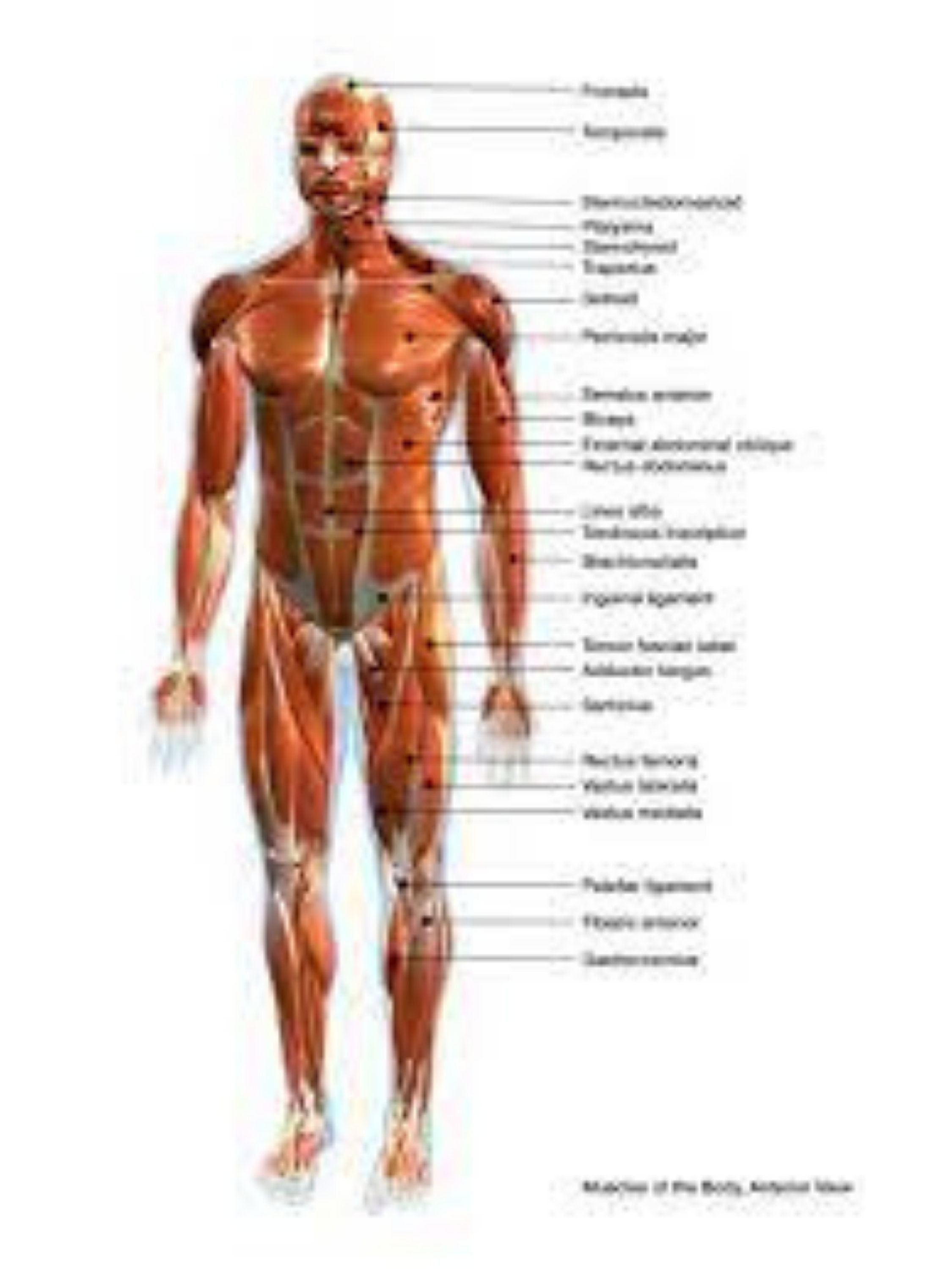 Human Muscular Chart