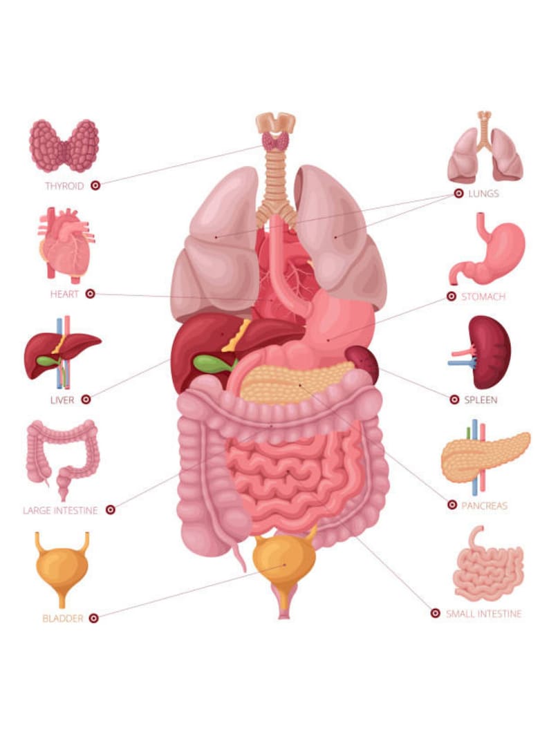 May include: A colorful illustration of the human body's internal organs, including the lungs, heart, liver, stomach, spleen, pancreas, large intestine, small intestine, bladder, and thyroid.