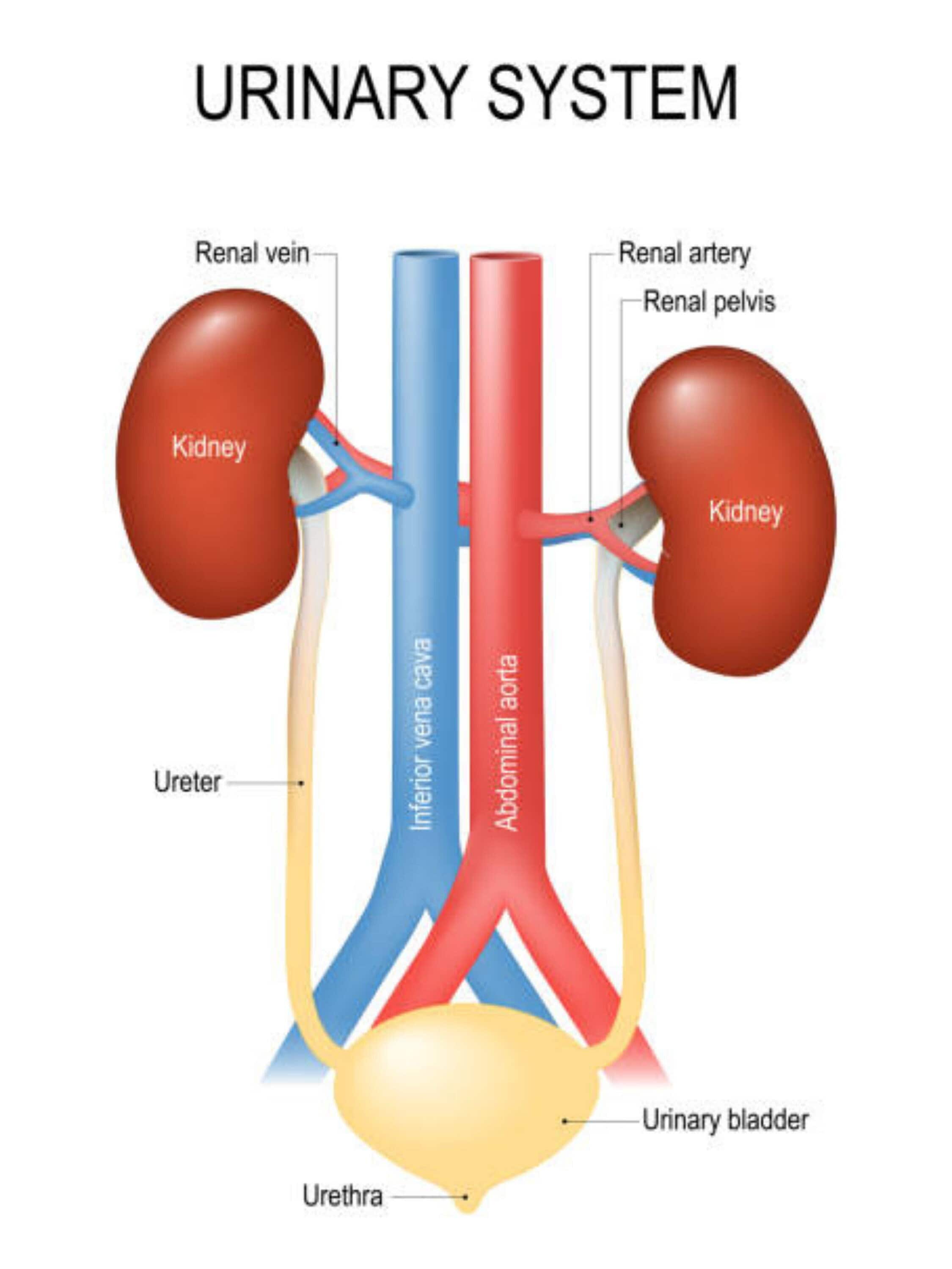 Urinary System Chart Biology Diagrams