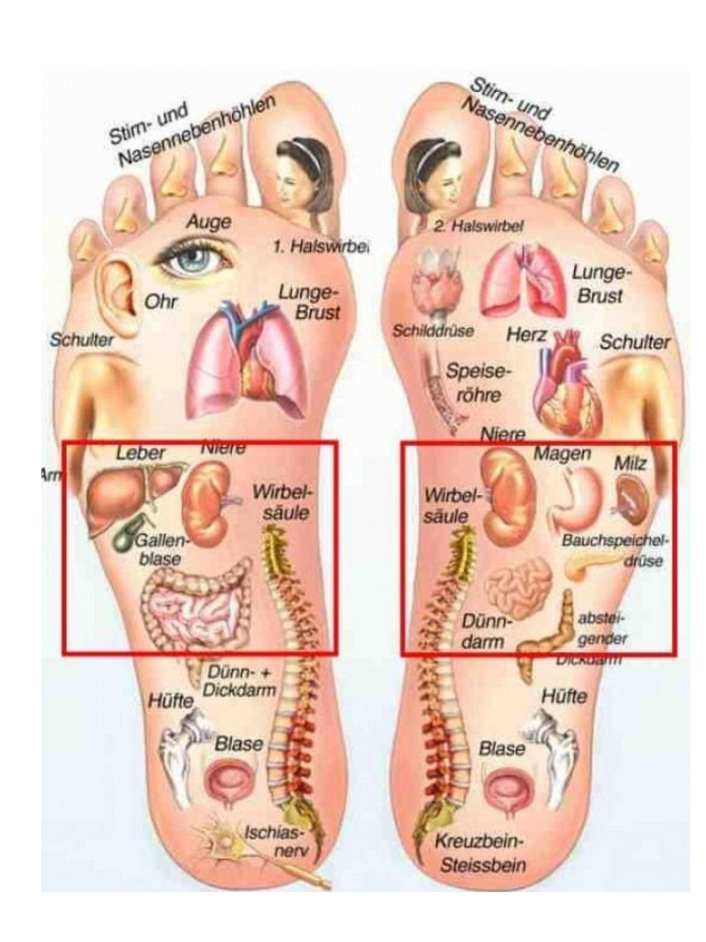 FEET REFLEXOLOGY CHART for massages and acupuncture
