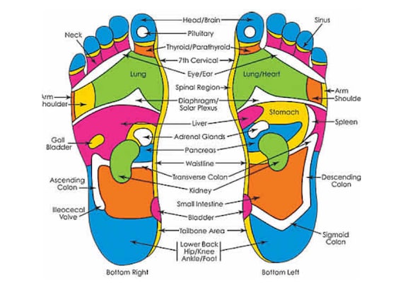 FEET REFLEXOLOGY CHART