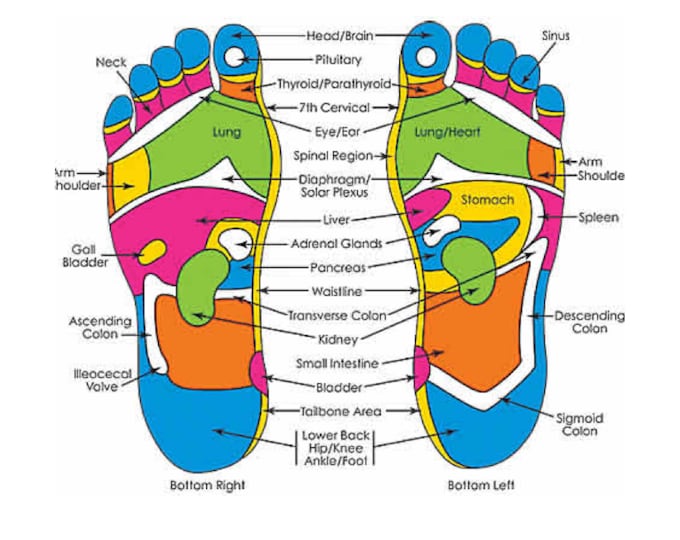 Ear Reflexology Chart Poster, Ear Chart Poster, Chart Poster Etsy