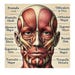Quad Muscles Chart And Study Guide Etsy UK quad-muscles-chart-and-study-guide-etsy-uk