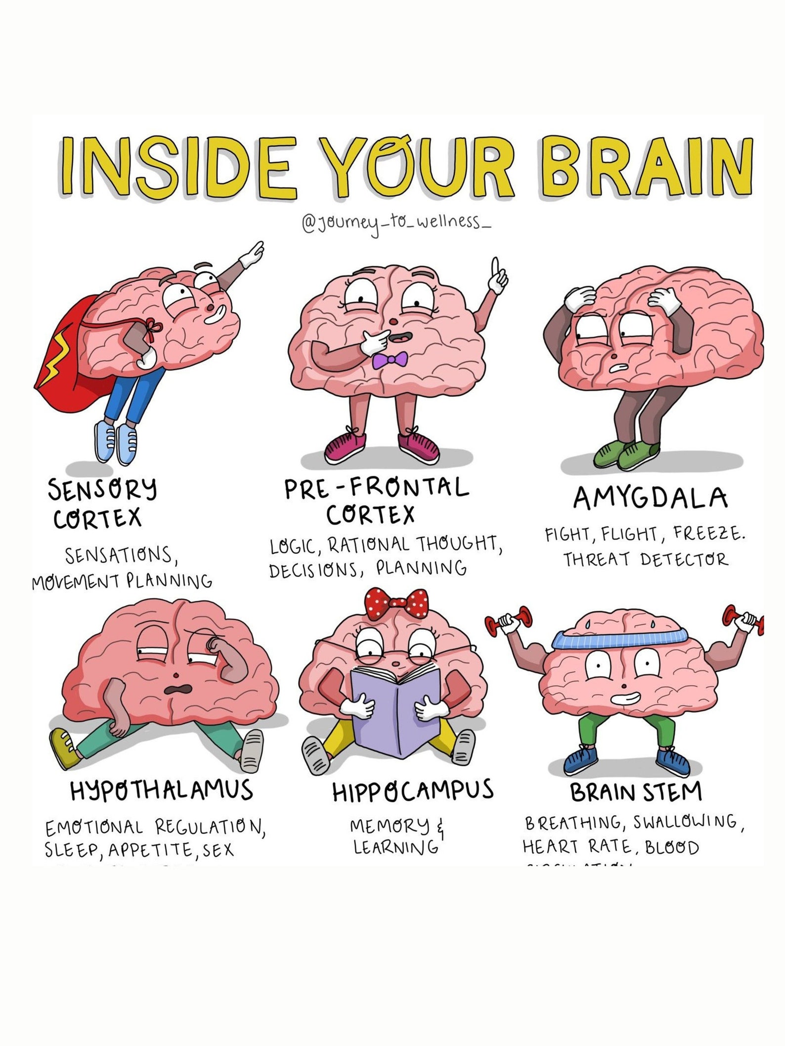 BRAIN FUNCTIONING CHART - Etsy