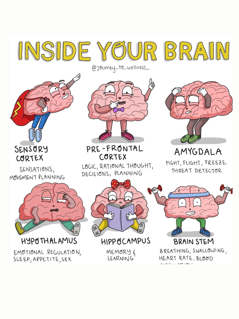 May include: A colorful illustration titled "INSIDE YOUR BRAIN" depicts six cartoon brains, each representing a different brain function. The image includes text describing the functions of the sensory cortex, pre-frontal cortex, amygdala, hypothalamus, hippocampus, and brain stem.