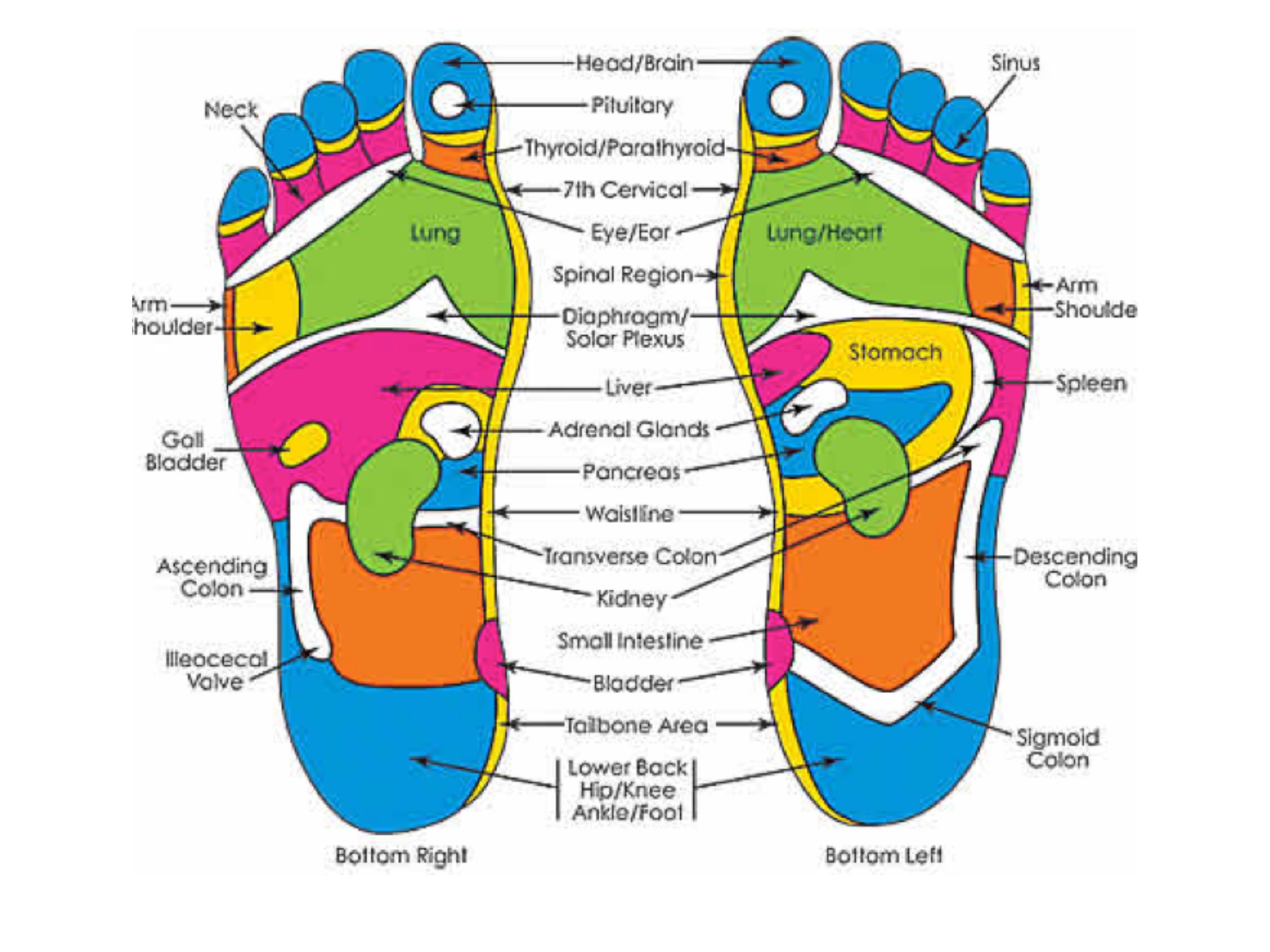 3 REFLEXOLOGY Charts BUNDLE Ear. Hand And Feet - Etsy